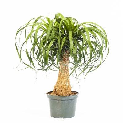 Beaucarnea recurvata - stump (Poney tail palm) 6" pot