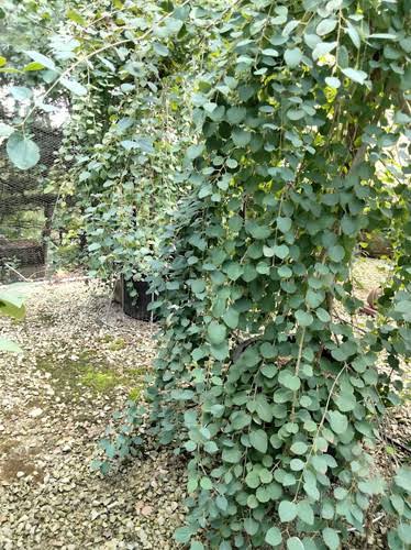 Cercidiphyllum japonicum 'Morioka Weeping' - 2gal light branch