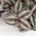 Tradescantia zebrina Purple 6" HB