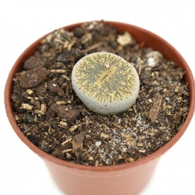 Lithops assorted 2" pot