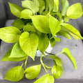Epipremnum aur. 'Neon' - 4" HB