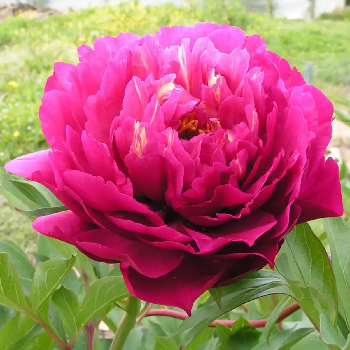 Peony - Garden Candy® Raspberry Dream™ Itoh - 2 gal