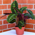Calathea warscewiczii 6" pot