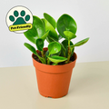 Peperomia Thailand in ceramic pot