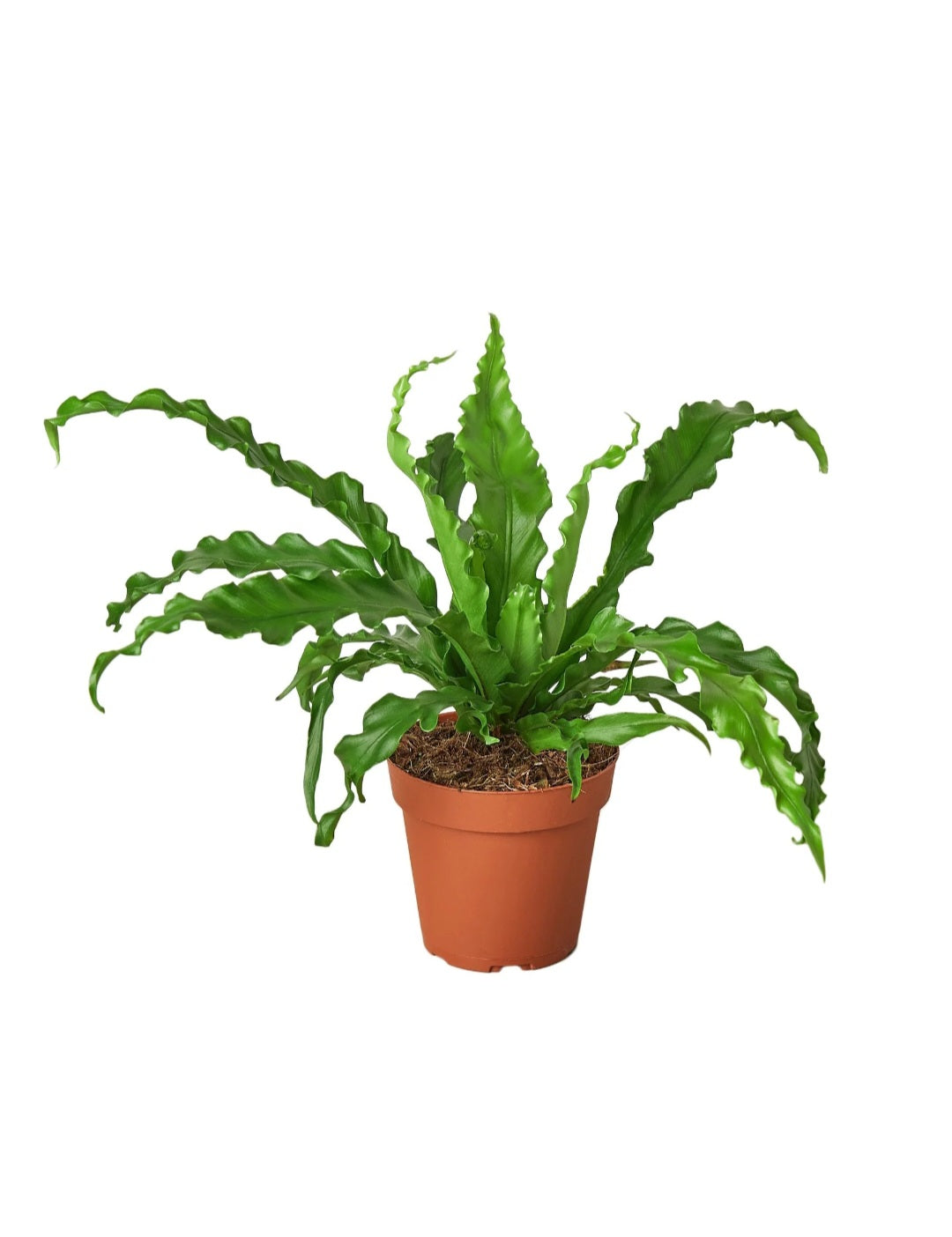 Bird's Nest 'Victoria' Fern