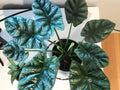 Alocasia sinuata "Quilted Dreams" - 3" pot