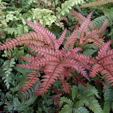 Pteris aspericaulis 'Tricolor' 4" pot