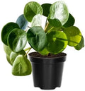 Pilea peperomioides 6" pot
