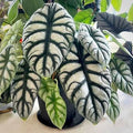 Alocasia baginda 'Silver Dragon'
