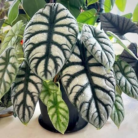 Alocasia baginda 'Silver Dragon'
