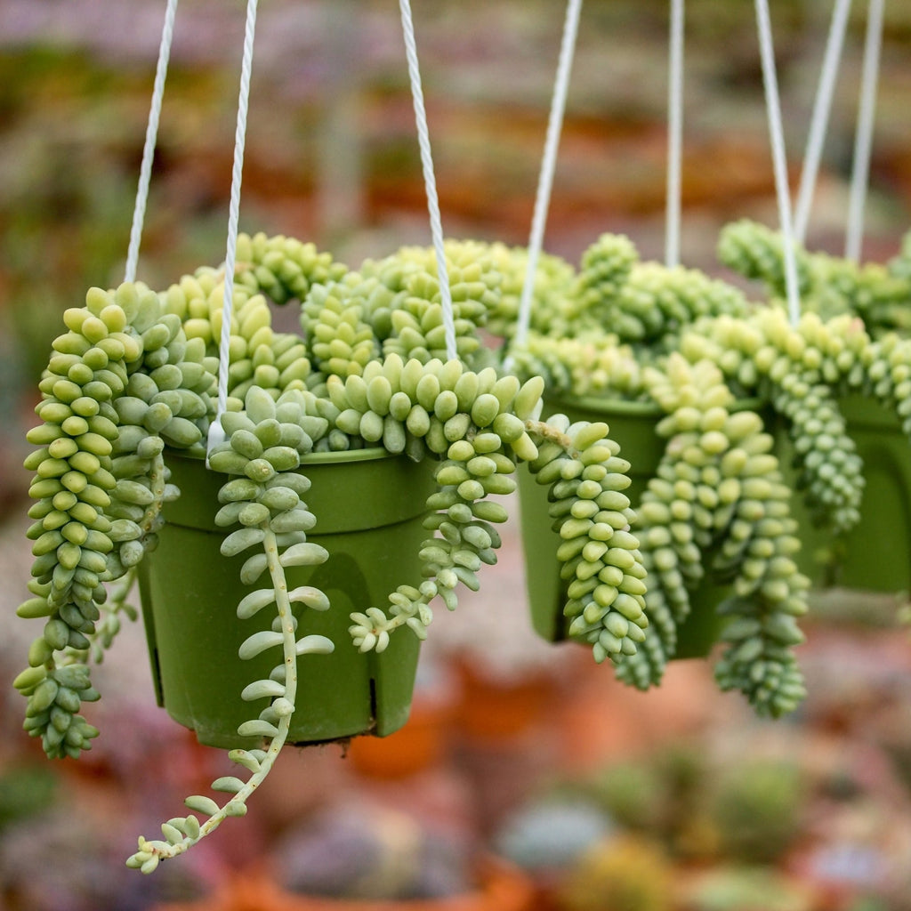 Sedum morganianum 'Burrito' - 6" pot