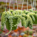 Sedum morganianum 'Burrito' - 6" pot