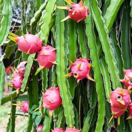 Selenicereus undatus - Dragon Fruit HB