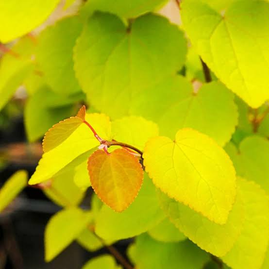 Cercidiphyllum japonicum Claim Jumper™ 'HSI1' 2 gal light branch