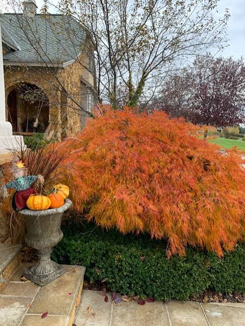 Acer palmatum 'Orangeola' 2 gal light branch