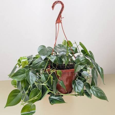 Philodendron cordatum - 6" HB