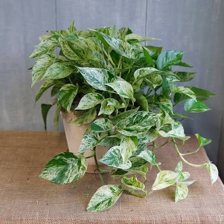 Epipremnum aureum 'Marble Queen' - 4" HB