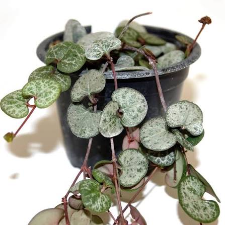 Ceropegia woodii - 6" HB