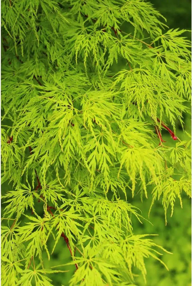 Acer palmatum 'Seiryu' 2 gal light branch