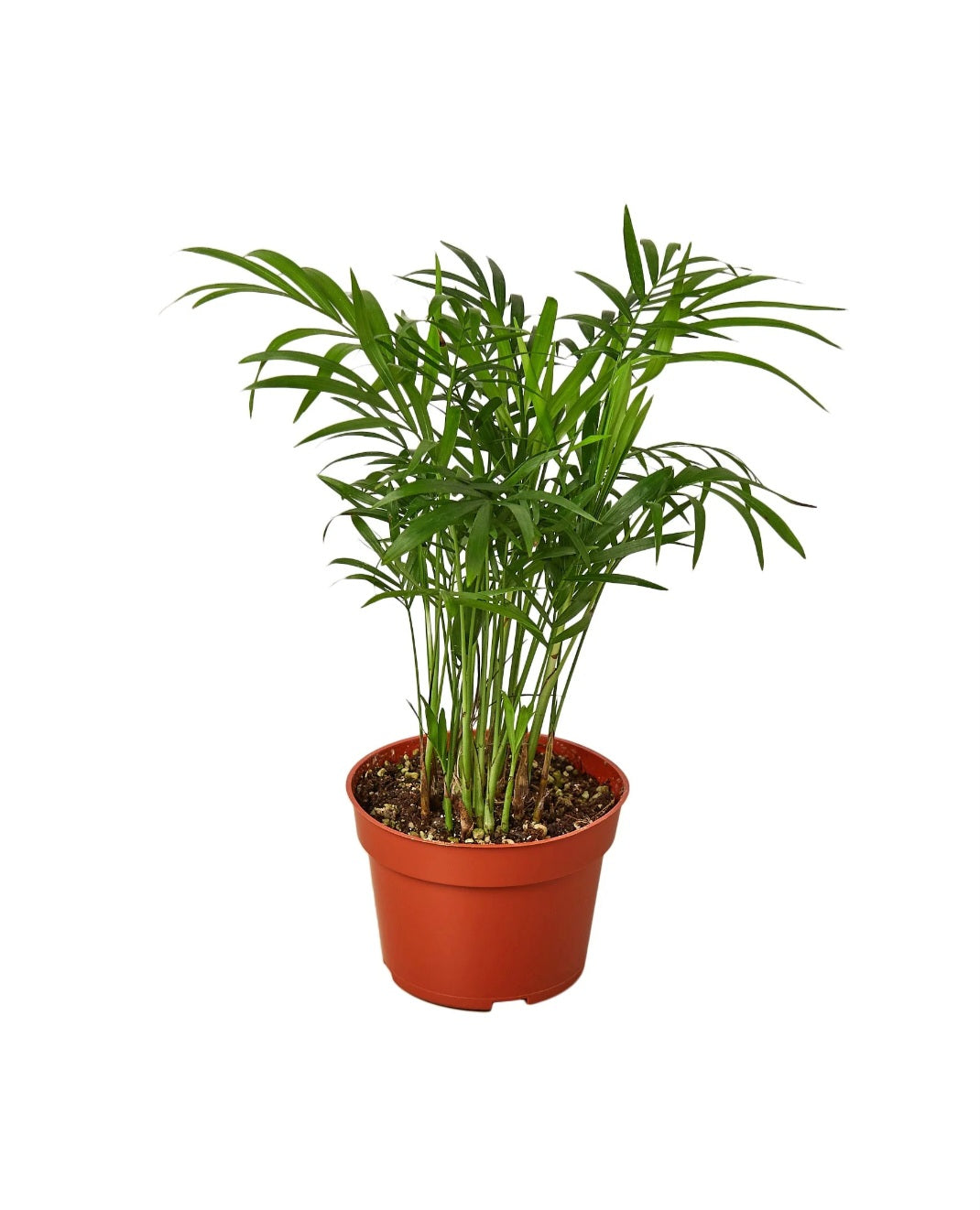 Parlor palm in ceramic pot