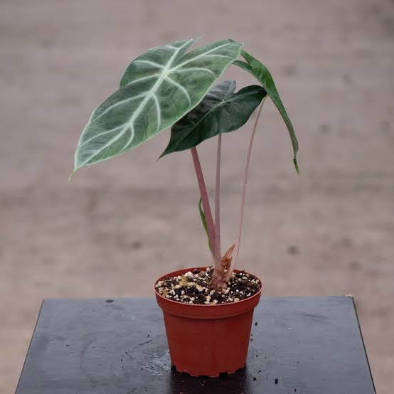 Alocasia 'Pink Princess' 6" pot
