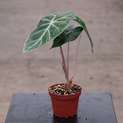 Alocasia 'Pink Princess' 6" pot
