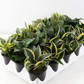 sansevieria assorted - 4" pot