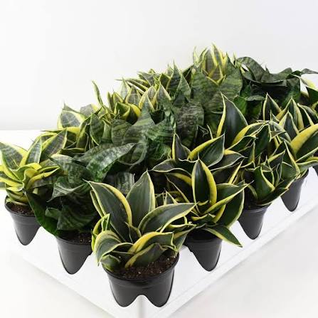 sansevieria assorted - 4" pot