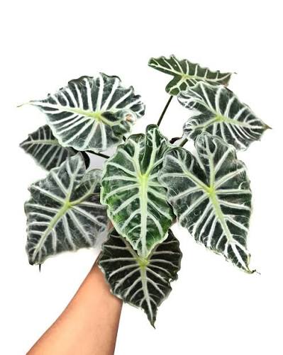 Alocasia 'Mandalay' - 3" pot