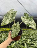 Alocasia odora 'Batik' 4" pot