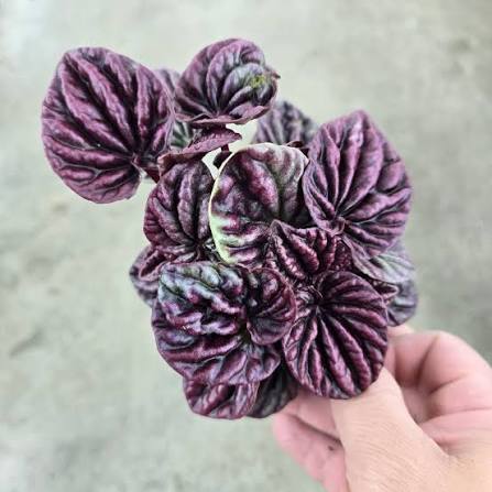 Tradescantia zebrina Purple - 4" HB