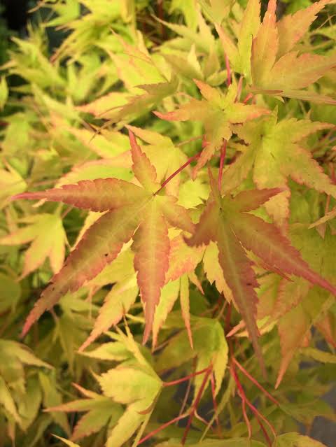 Acer palmatum 'Japanese Sunrise' 2 gal light branch