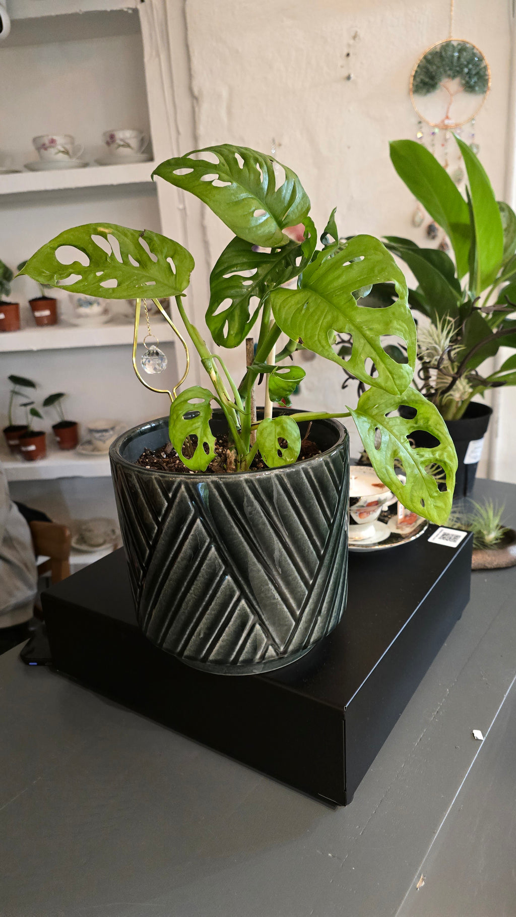 Monstera Swiss Cheese  - large ceramic