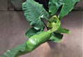 Alocasia macrorrhiza 'Black Stem' 10" pot