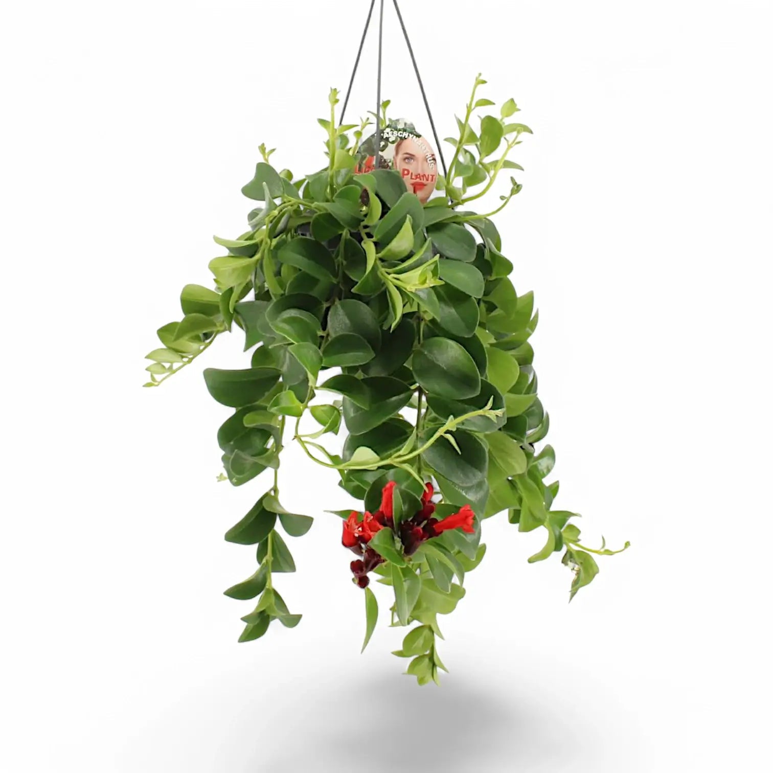 Aeschynanthus 'Mona Lisa' - 6" pot