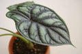 Alocasia baginda 'Dragon Scale' - 4"