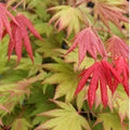 The Acer shirasawanum 'Moonrise' 2 gal light branch