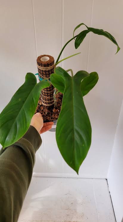 Philodendron '69686' 6" pot