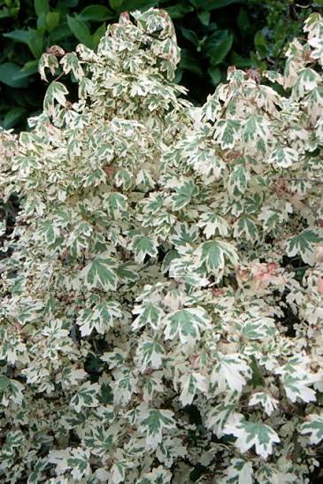 Acer campestre 'Carnival' - 2 gal light branch