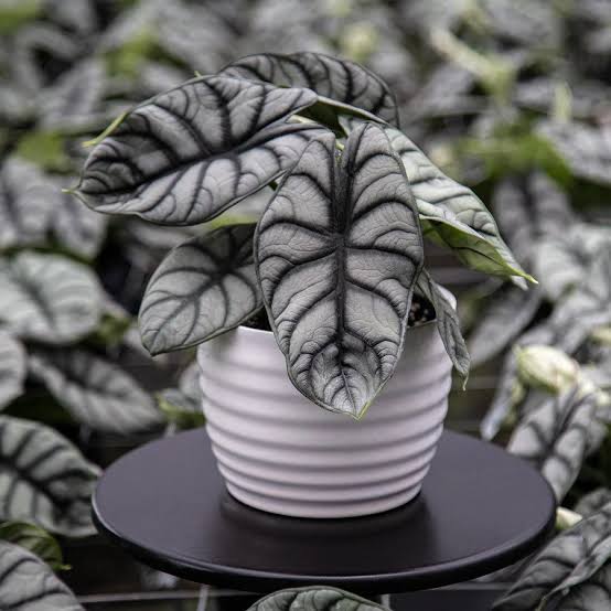 Alocasia baginda 'Silver Dragon'