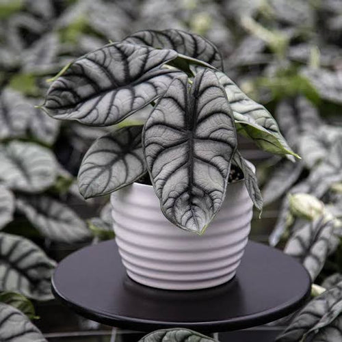 Alocasia baginda 'Silver Dragon'
