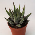 Haworthia attenuata