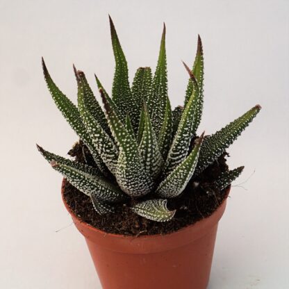 Haworthia attenuata