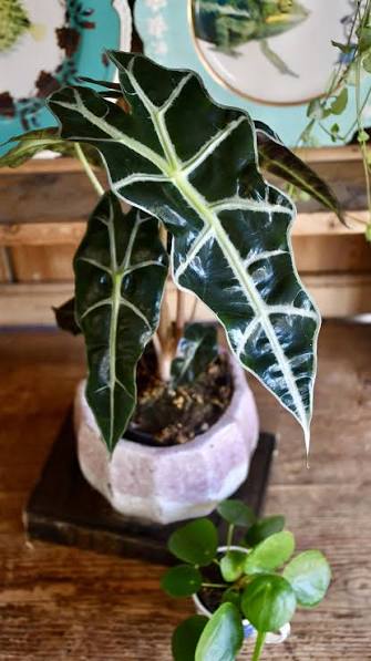 Alocasia Polly - 3" pot