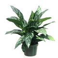 Aglaonema 'Tigress' 6" pot