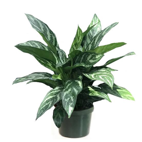 Aglaonema 'Tigress' 6" pot