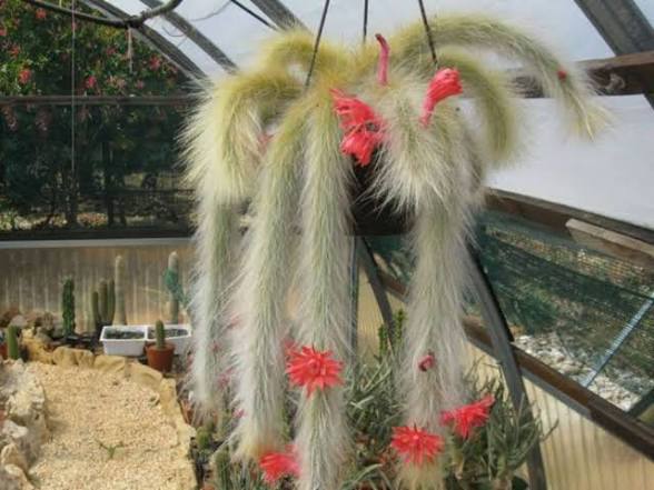 Cleistocactus winteri ssp. colademononis - Monkey's Tail Cactus 4" pot