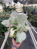 Syngonium 'Confetti' 6" pot