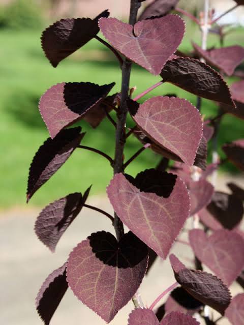 Cercidiphyllum japonicum 'Rotfuchs' - 2gal light branch