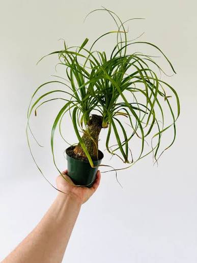 Beaucarnea recurvata - stump (Poney tail palm) 6" pot
